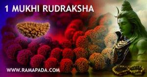 1 Mukhi Rudraksha