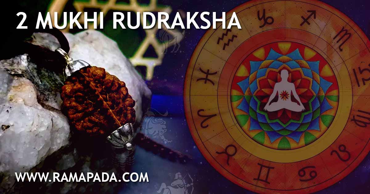 2 mukhi rudraksha benefits astrology significance for marriage harmony and relationship healing ramapada acharjee india